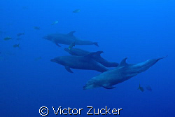 dolphins on the hunt by Victor Zucker 